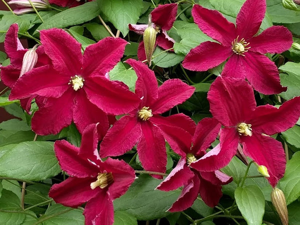 Clematis Burning Love | Brushwood Nursery, Clematis Specialists