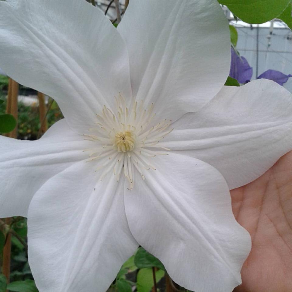 Clematis Candida, Large Flowered Clematis - Brushwood Nursery, Clematis Specialists