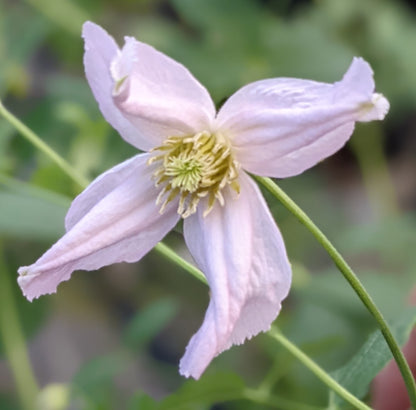 Clematis Carol Klein