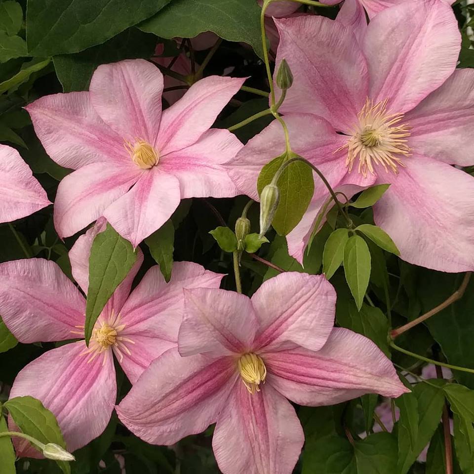 Clematis Caroline, Large Flowered Clematis - Brushwood Nursery, Clematis Specialists