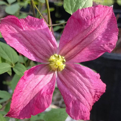 Clematis Charlie Brown, Small Flowered Clematis - Brushwood Nursery, Clematis Specialists