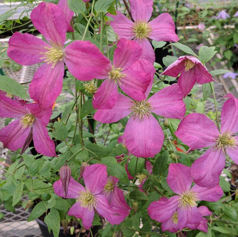 Clematis Charlie Brown, Small Flowered Clematis - Brushwood Nursery, Clematis Specialists