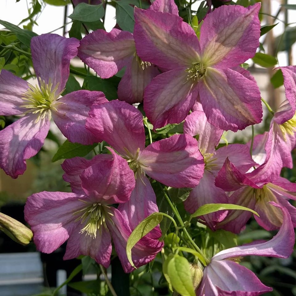 Clematis Charlie Brown, Small Flowered Clematis - Brushwood Nursery, Clematis Specialists