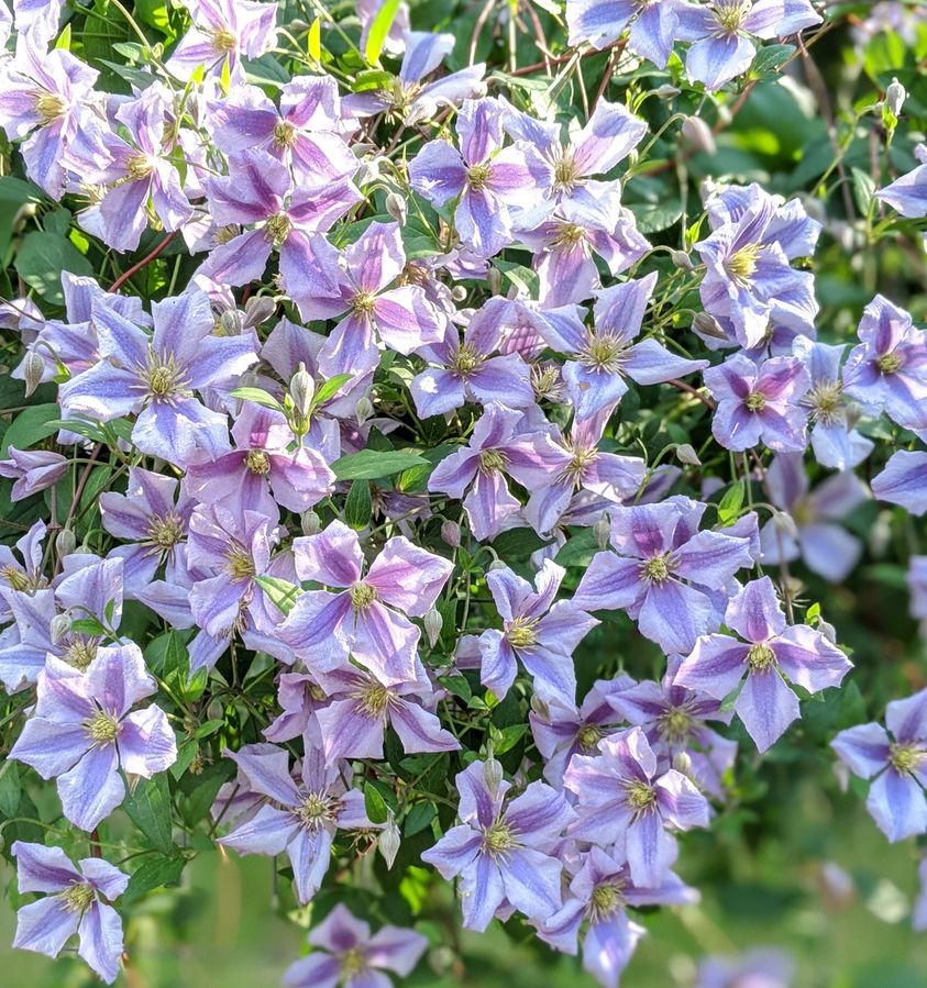 Clematis Chatsworth