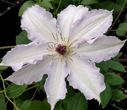 Clematis Claire de Lune, Large Flowered Clematis - Brushwood Nursery, Clematis Specialists