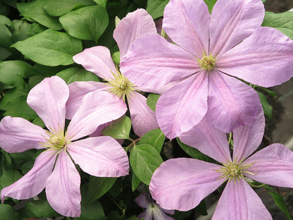 Clematis Comtesse de Bouchaud, Large Flowered Clematis - Brushwood Nursery, Clematis Specialists