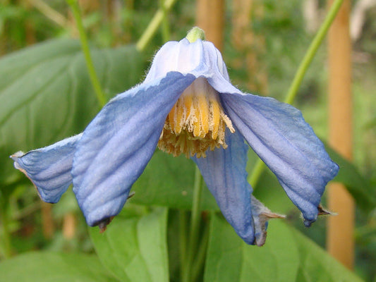 Clematis Cylindrica, Non-Vining Clematis - Brushwood Nursery, Clematis Specialists