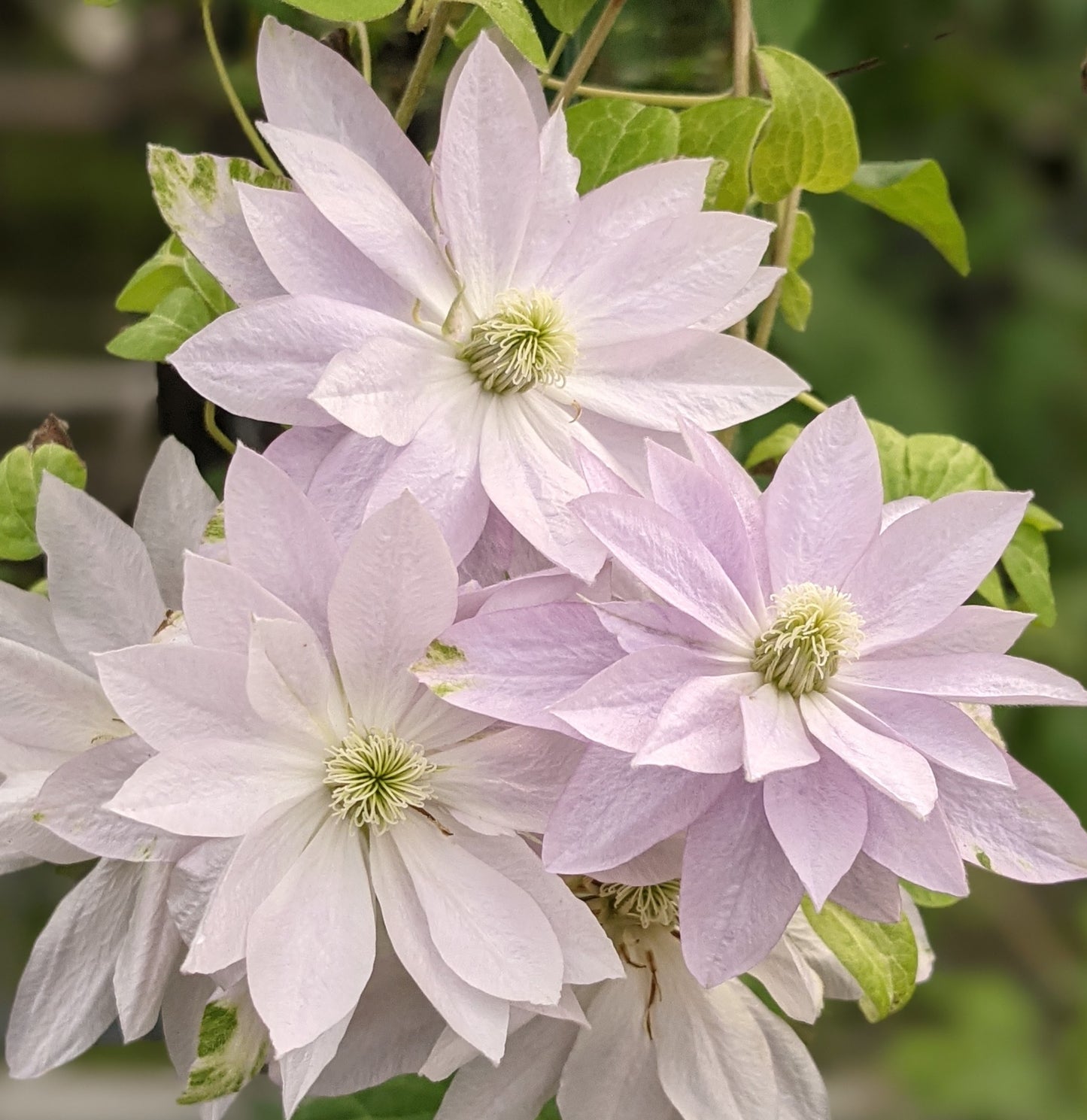 Clematis Dancing Queen