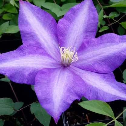 Clematis Daniel Deronda, Large Flowered Clematis - Brushwood Nursery, Clematis Specialists