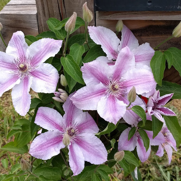 Clematis Darius, Large Flowered Clematis - Brushwood Nursery, Clematis Specialists