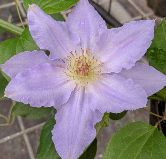 Clematis Debbie Marosi