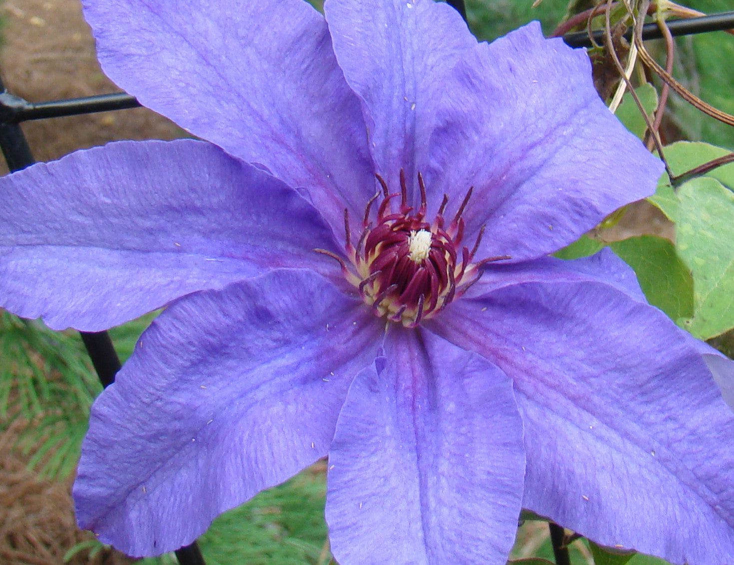 Clematis Dorota, Large Flowered Clematis - Brushwood Nursery, Clematis Specialists