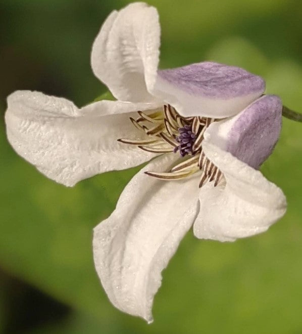 Clematis Elf