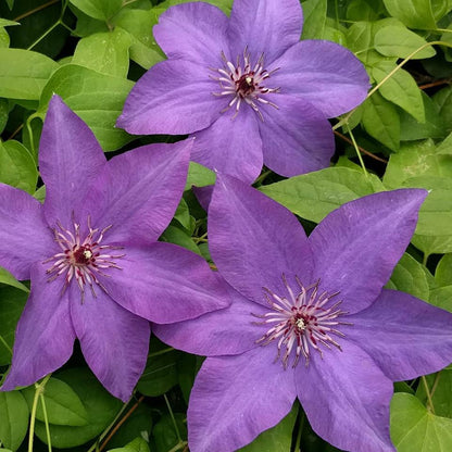 Clematis Esther, Large Flowered Clematis - Brushwood Nursery, Clematis Specialists