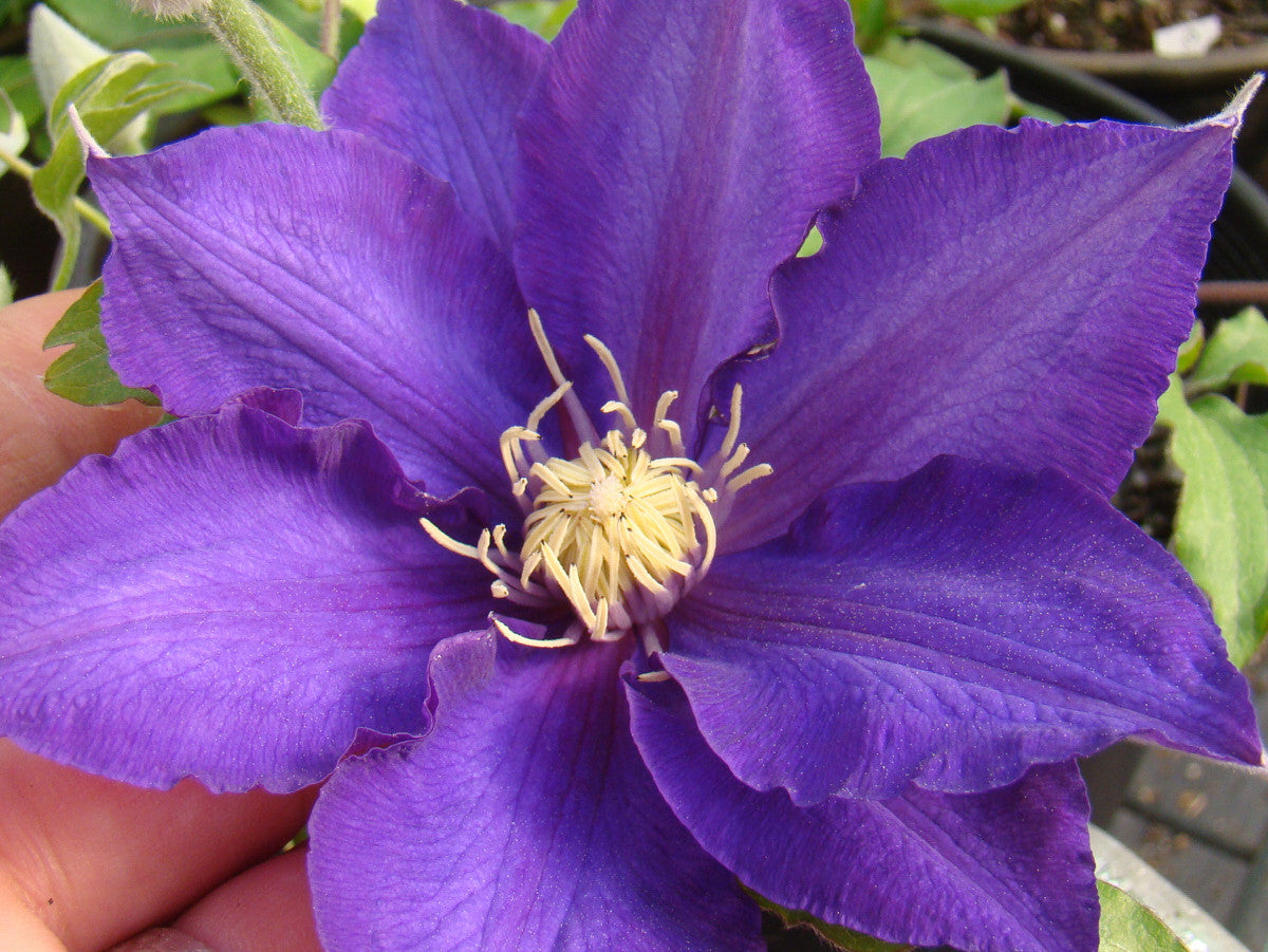 Clematis Frau Mikiko, Large Flowered Clematis - Brushwood Nursery, Clematis Specialists