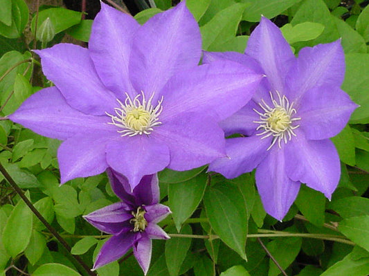 Clematis General Sikorski, Large Flowered Clematis - Brushwood Nursery, Clematis Specialists