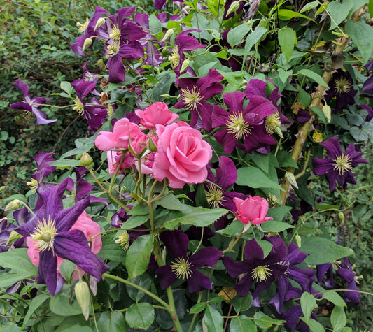 Clematis Gizela, Large Flowered Clematis - Brushwood Nursery, Clematis Specialists