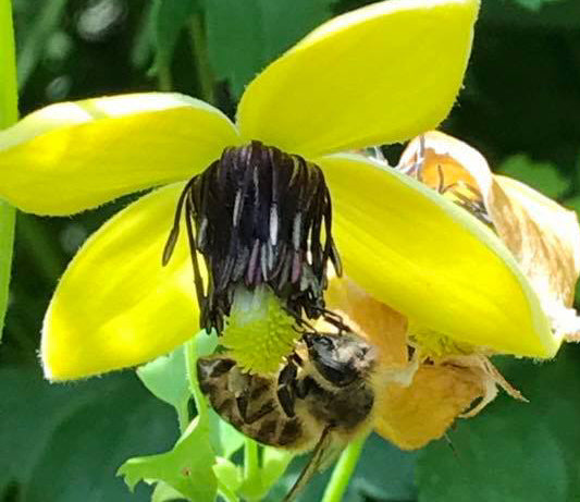 Clematis Golden Harvest, Small Flowered Clematis - Brushwood Nursery, Clematis Specialists