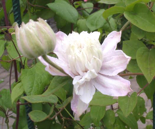 Clematis Grefve Erik Ruuth, Large Flowered Clematis - Brushwood Nursery, Clematis Specialists