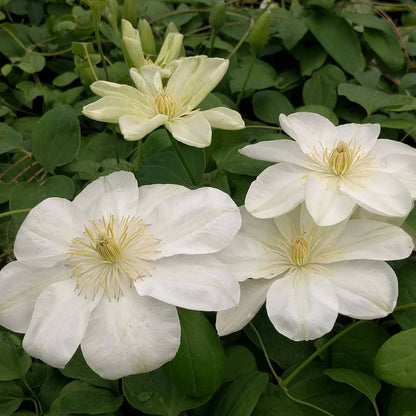 Clematis Guernsey Cream, Large Flowered Clematis - Brushwood Nursery, Clematis Specialists