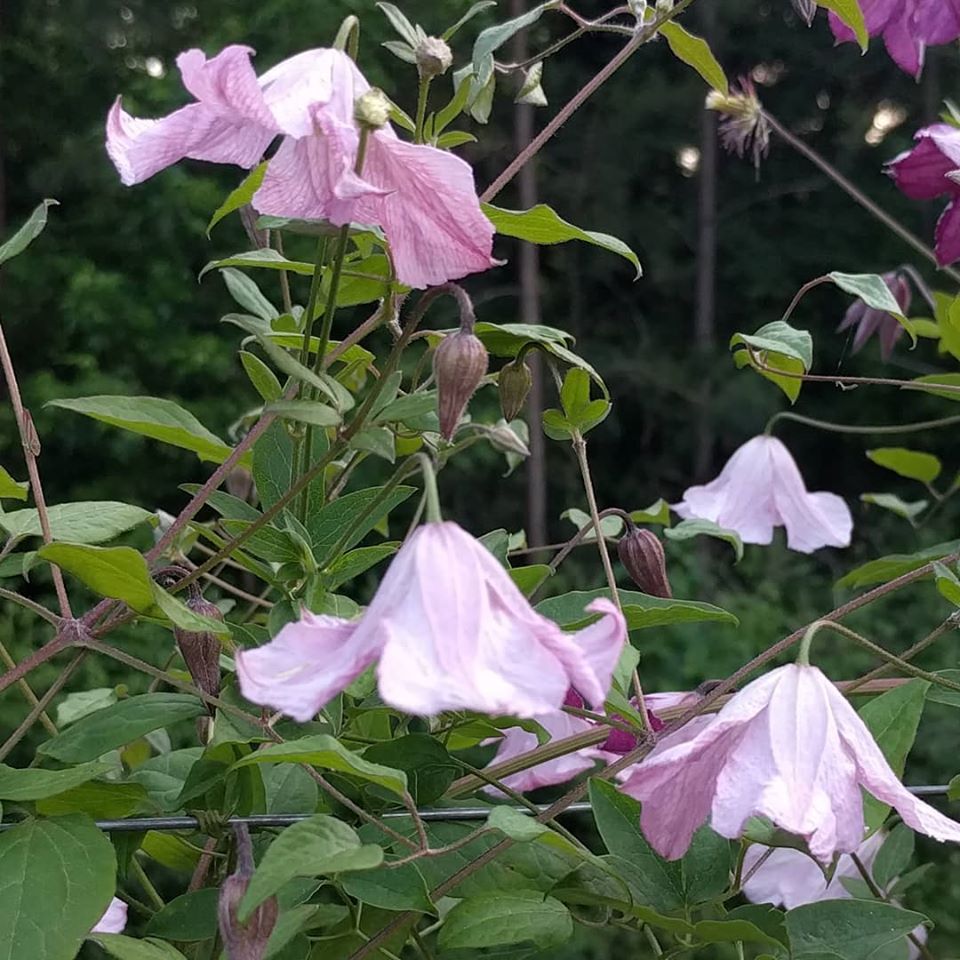 Clematis Hagelby Pink, Small Flowered Clematis - Brushwood Nursery, Clematis Specialists