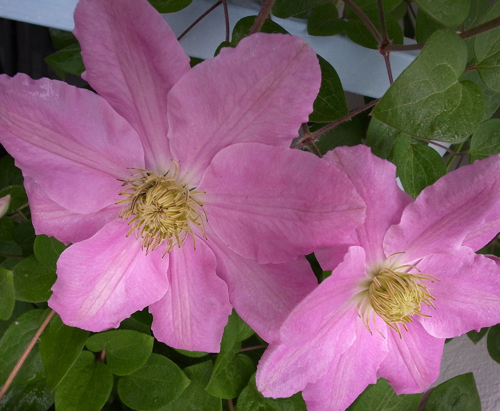 Clematis Hanaguruma, Large Flowered Clematis - Brushwood Nursery, Clematis Specialists