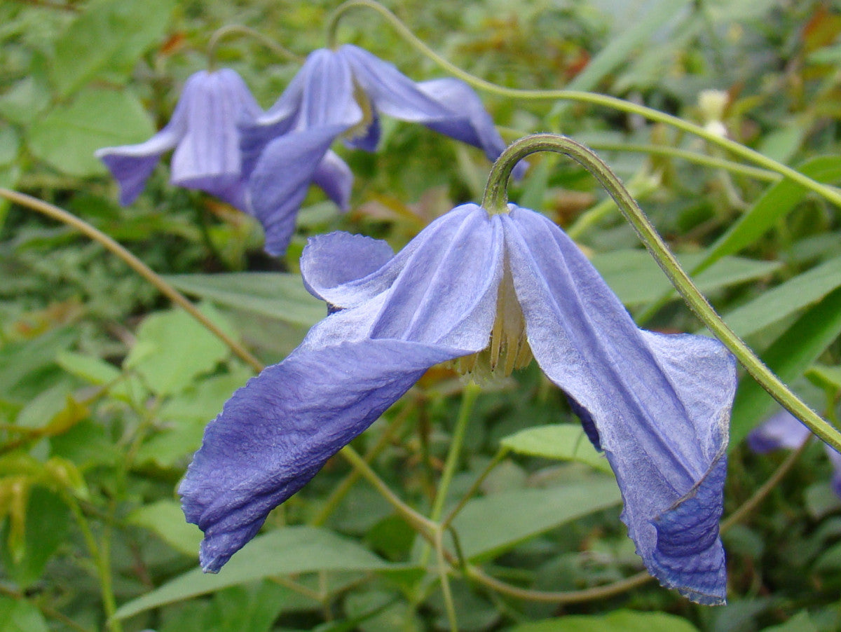 Clematis Hendersonii, Small Flowered Clematis - Brushwood Nursery, Clematis Specialists