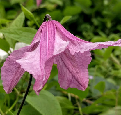 Clematis Hendryetta, Small Flowered Clematis - Brushwood Nursery, Clematis Specialists