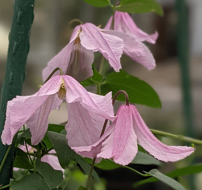 Clematis Hendryetta