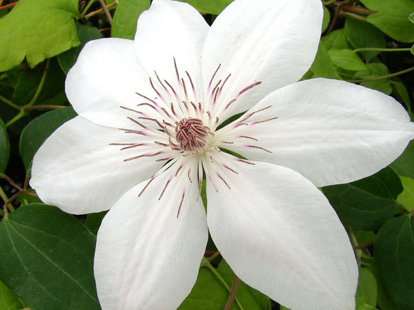 Clematis Henryi | Brushwood Nursery, Clematis Specialists