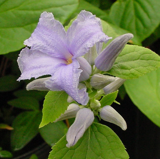 Clematis heracleifolia Davidiana, Non-Vining Clematis - Brushwood Nursery, Clematis Specialists