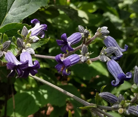 Clematis heracleifolia, Non-Vining Clematis - Brushwood Nursery, Clematis Specialists