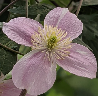 Clematis montana Hot Chocolate