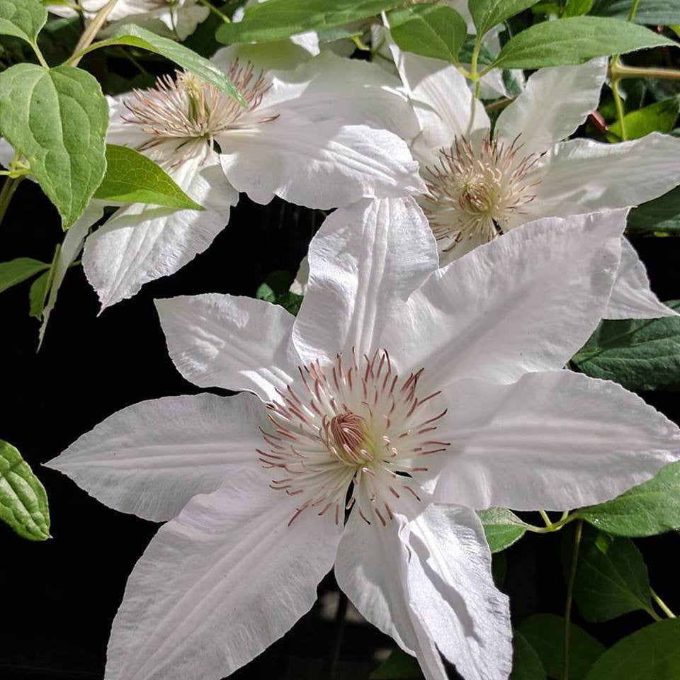 Clematis Hyde Hall, Large Flowered Clematis - Brushwood Nursery, Clematis Specialists