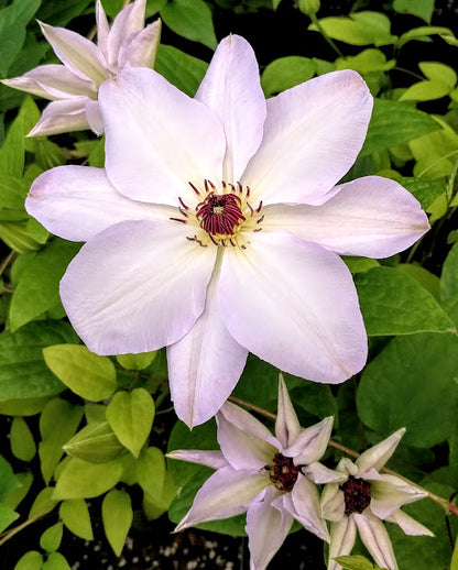 Clematis Ibi, Large Flowered Clematis - Brushwood Nursery, Clematis Specialists