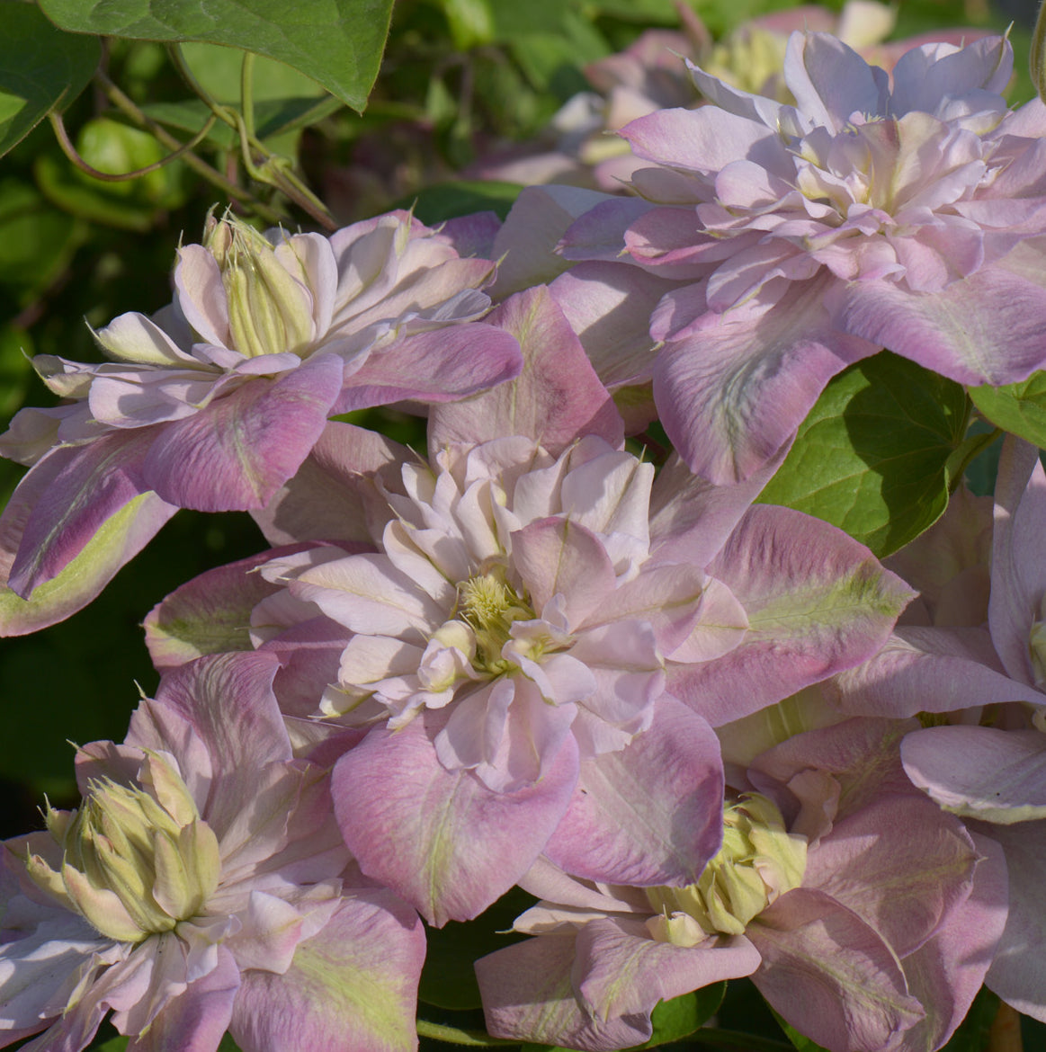 Clematis Innocent Blush, Large Flowered Clematis - Brushwood Nursery, Clematis Specialists