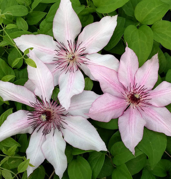 Clematis Isabella, Large Flowered Clematis - Brushwood Nursery, Clematis Specialists