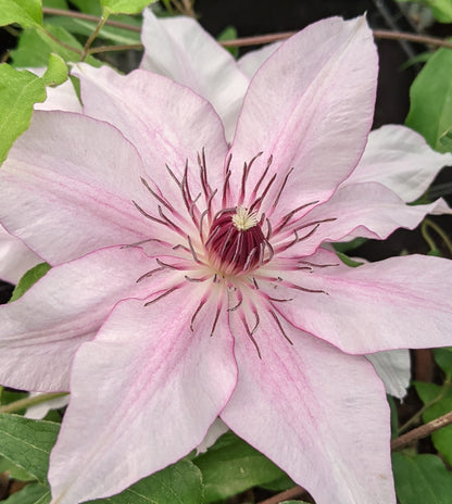 Clematis Isabella