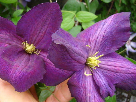 Clematis Jackmanii Purpurea, Large Flowered Clematis - Brushwood Nursery, Clematis Specialists