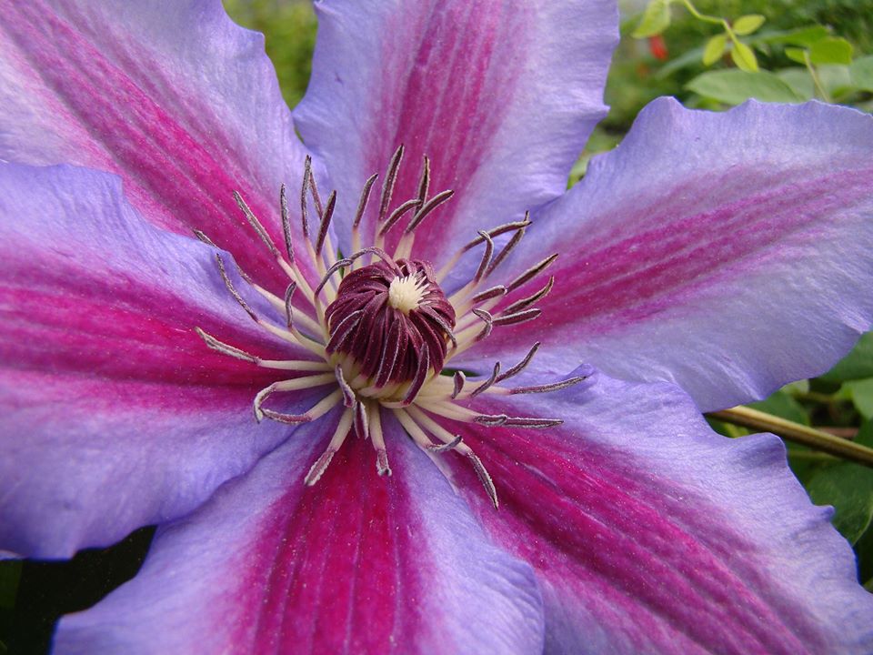 Clematis Janis Ruplens