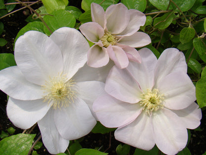 Clematis Jeanne's Pink, Large Flowered Clematis - Brushwood Nursery, Clematis Specialists