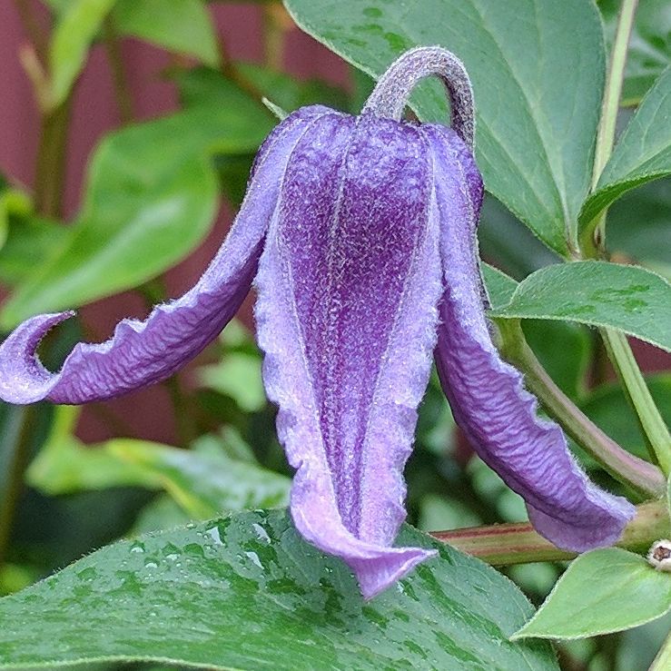 Clematis Josies Midnight Blue, Small Flowered Clematis - Brushwood Nursery, Clematis Specialists