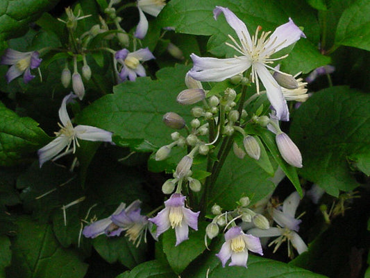 Clematis Praecox, Non-Vining Clematis - Brushwood Nursery, Clematis Specialists