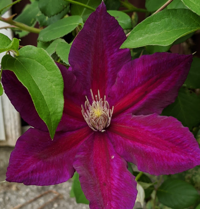 Clematis Julka