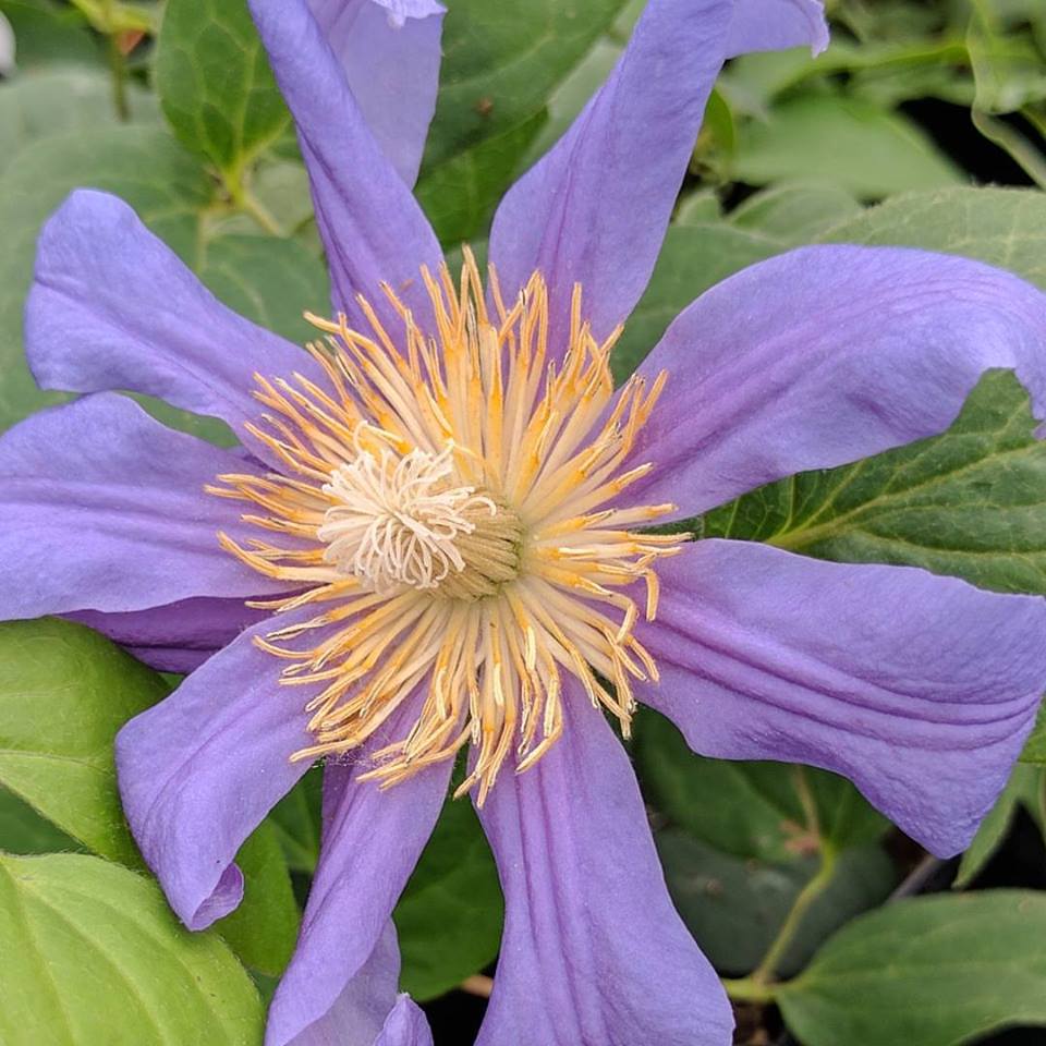 Clematis Juuli, Small Flowered Clematis - Brushwood Nursery, Clematis Specialists