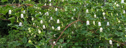 Clematis Kaiu