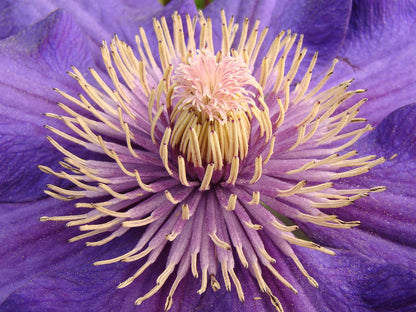 Clematis Kjell