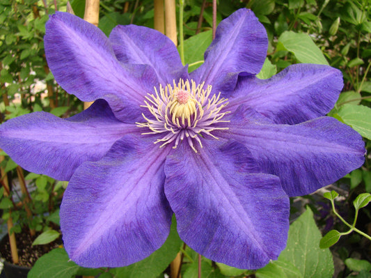 Clematis Kjell