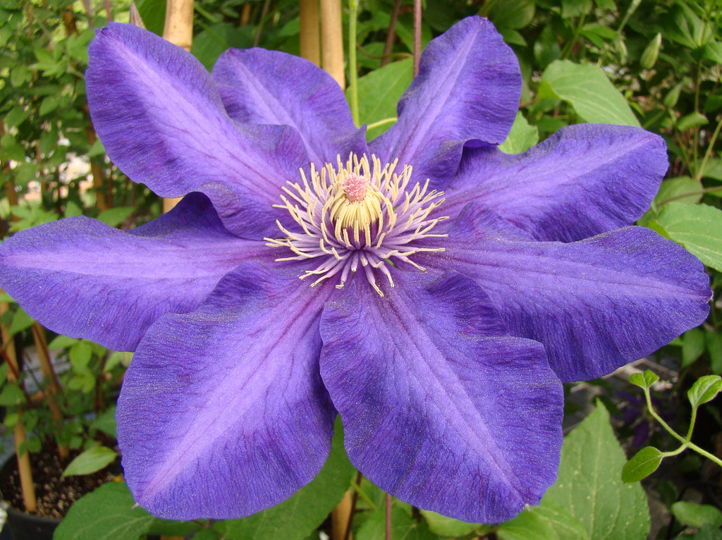 Clematis Kjell | Brushwood Nursery, Clematis Specialists