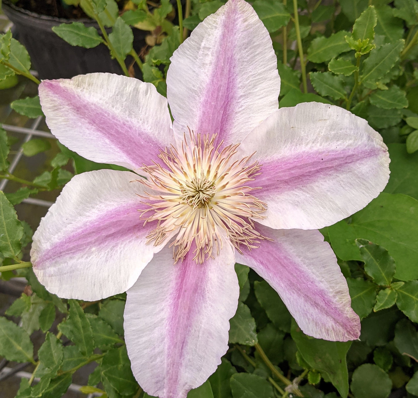 Clematis Klaara